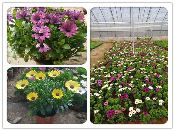 南非万寿菊.jpg