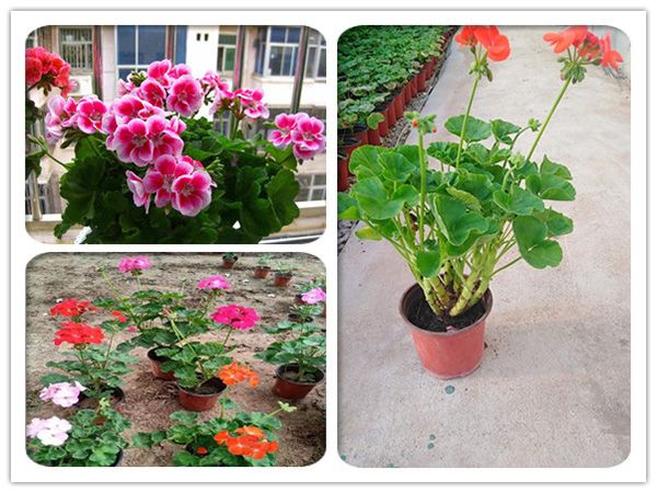 天竺葵.jpg