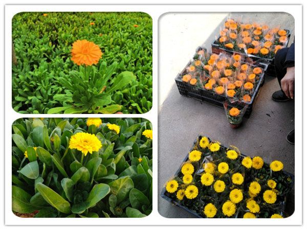 金盏花（金盏菊）