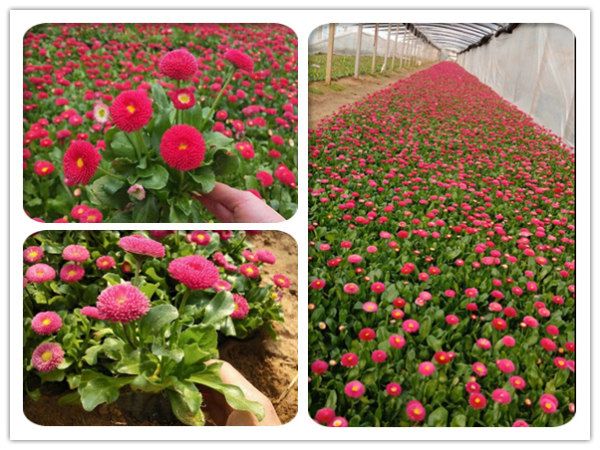 雏菊