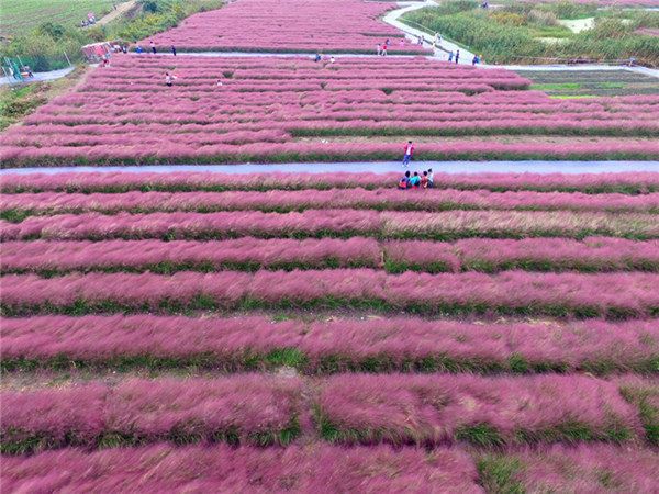粉黛乱子草花海